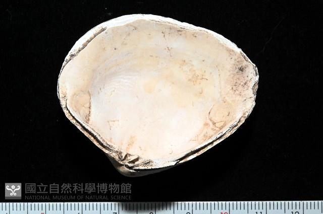 大蜆藏品圖，第4張