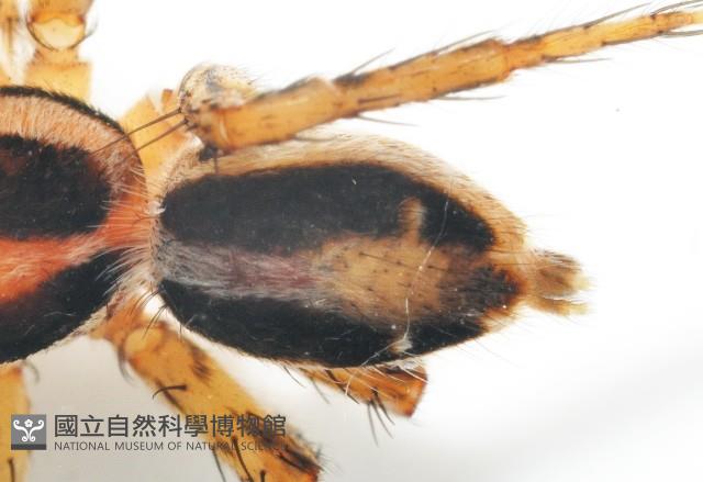 雙帶扁蠅虎藏品圖，第4張