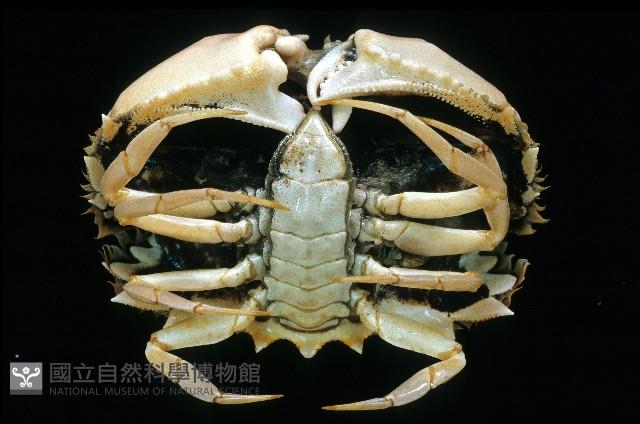逍遙饅頭蟹藏品圖，第4張