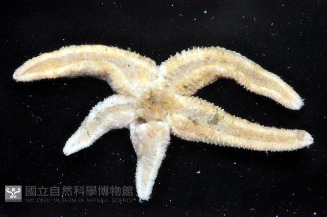 未知種海盤車藏品圖，第4張