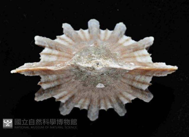 菱扇形珊瑚藏品圖，第4張