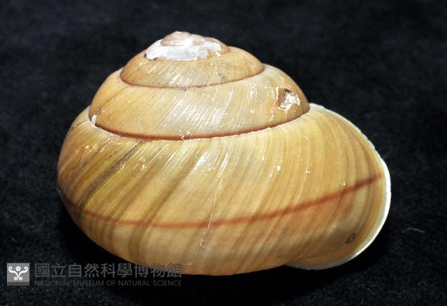 金崙栗蝸藏品圖，第4張