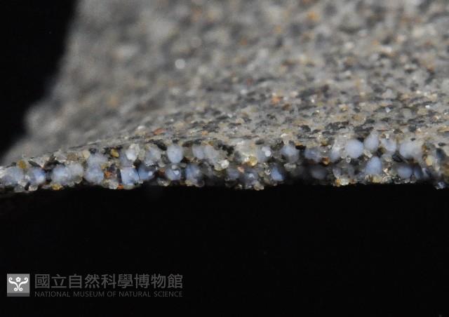 大玉螺藏品圖，第4張