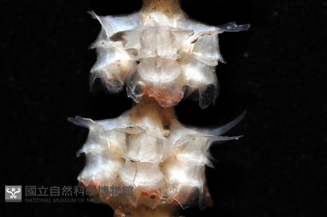 未知種深海原軟珊瑚藏品圖，第4張
