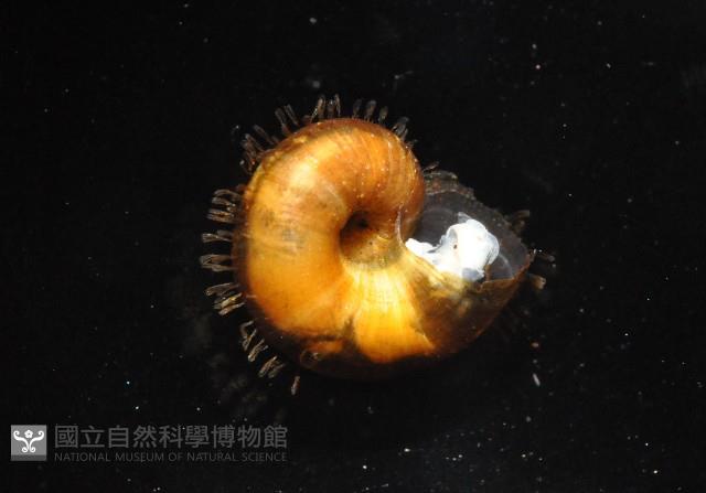 倍葉東洋蝸藏品圖，第4張