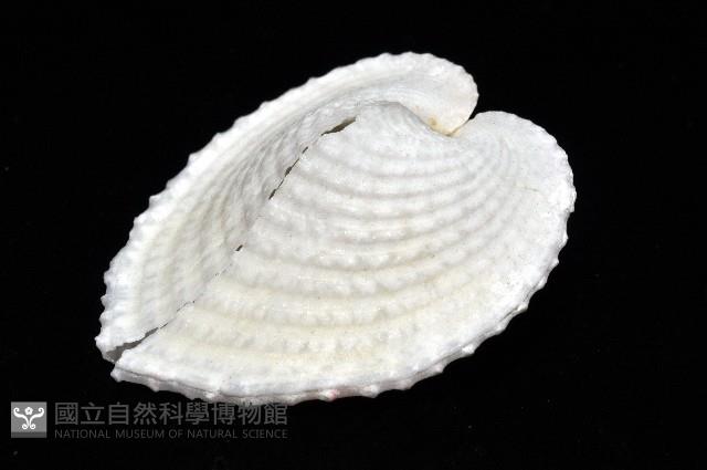 雞心蛤藏品圖，第4張
