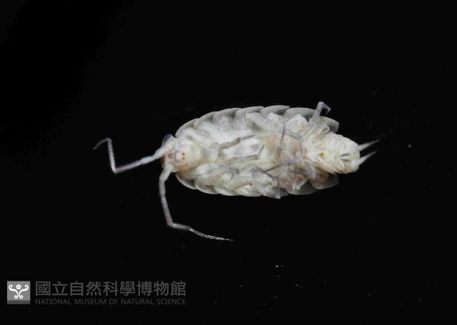 未知種等足類藏品圖，第4張