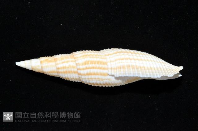 格理筆螺藏品圖，第4張