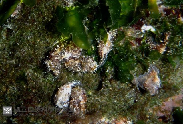 條紋背肛海兔藏品圖，第4張