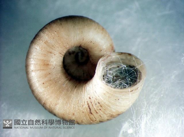 蘭嶼小山蝸牛藏品圖，第4張