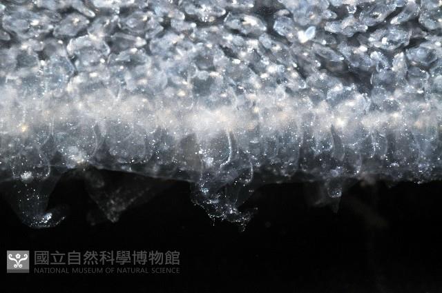 大西洋火體蟲藏品圖，第4張