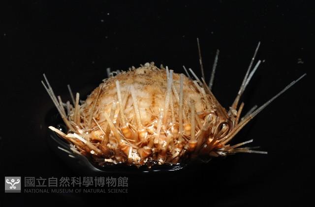 未知種深海皇冠海膽藏品圖，第4張