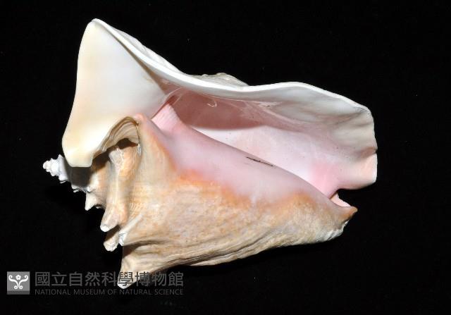 女王鳳凰螺藏品圖，第4張