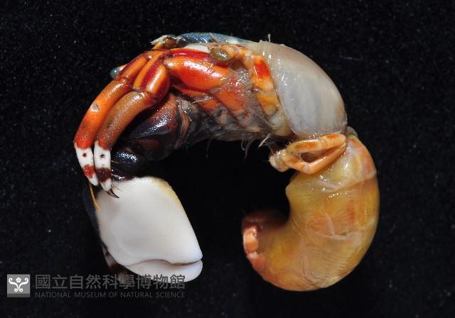 光掌硬指寄居蟹藏品圖，第4張