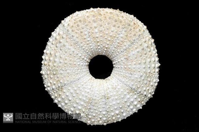 杜氏窪角海膽藏品圖，第4張