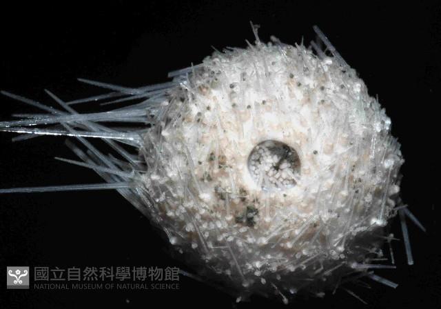 艾氏鋸海膽藏品圖，第4張