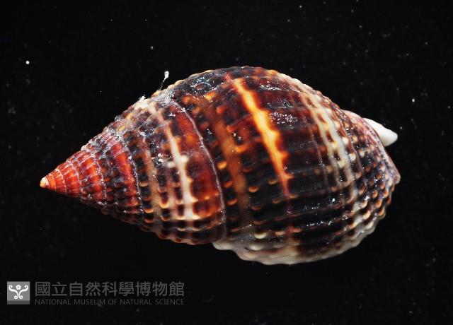 尖頭織紋螺藏品圖，第4張