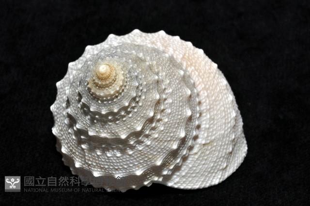 白鐘螺藏品圖，第4張