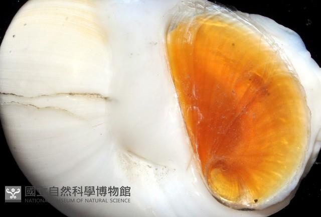 白玉螺藏品圖，第4張