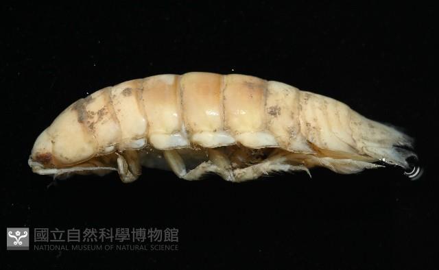 未知種浪漂水虱藏品圖，第4張