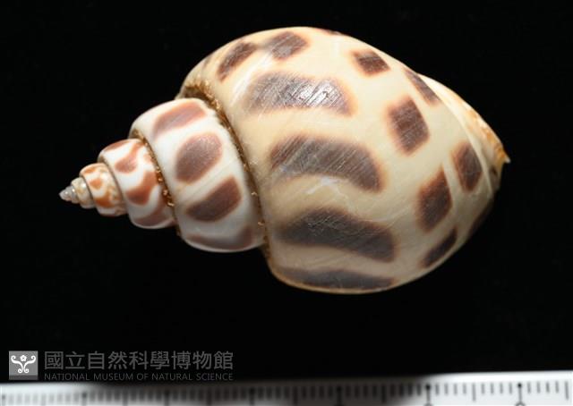 開氏鳳螺藏品圖，第4張