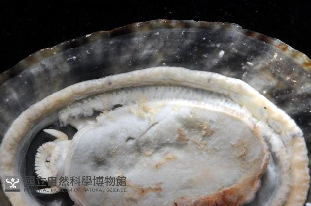 花笠螺藏品圖，第4張