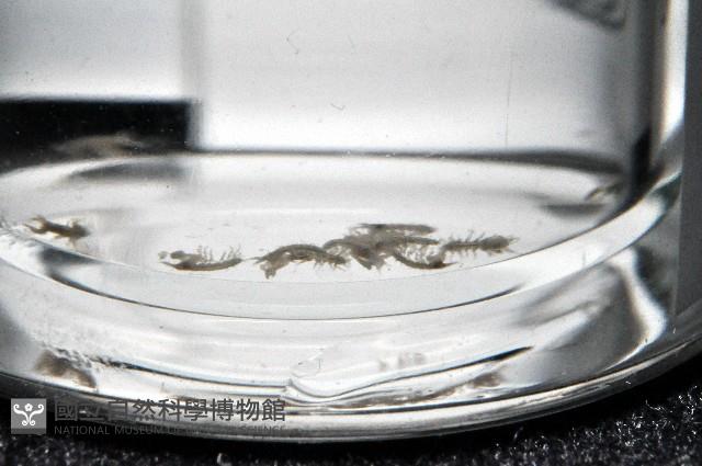 漢氏合鞭尾蟲藏品圖，第4張