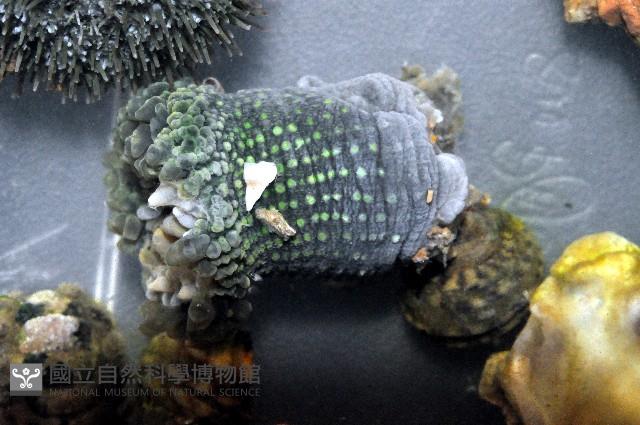 綠海葵藏品圖，第4張