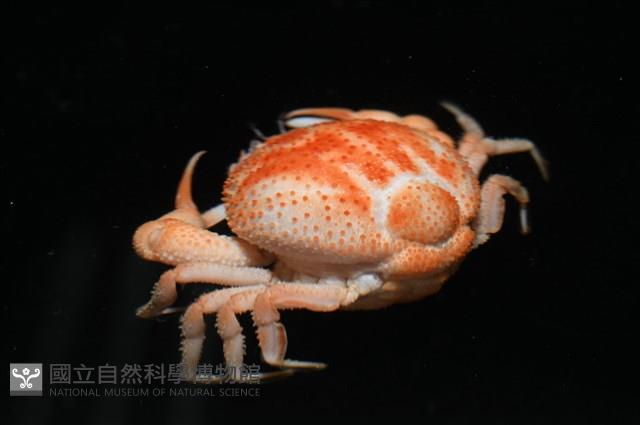 薄片異核果蟹藏品圖，第4張