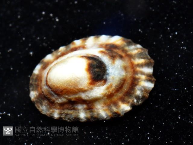 未知種蓮花青螺藏品圖，第4張