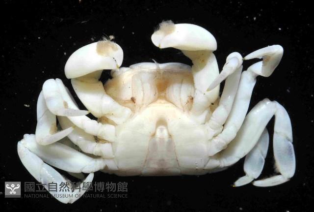 白假方蟹藏品圖，第4張