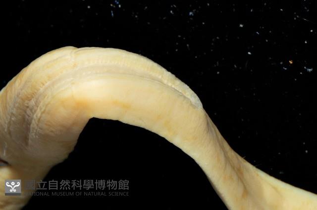 無溝紐蟲之一種藏品圖，第4張