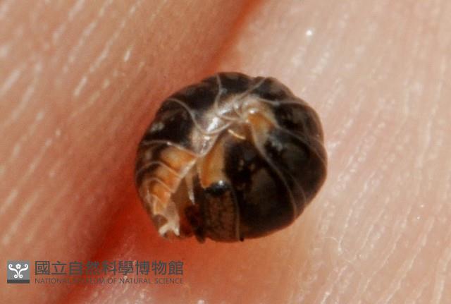 未知種球鼠婦藏品圖，第4張