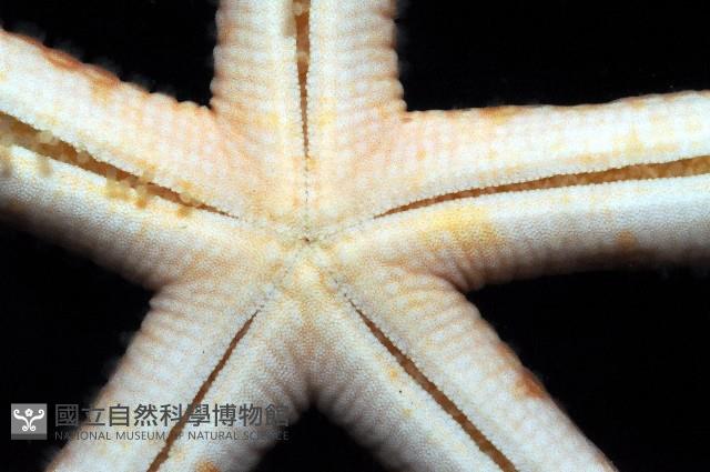 藍指海星藏品圖，第4張