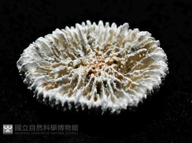 臺灣角杯珊瑚藏品圖，第4張