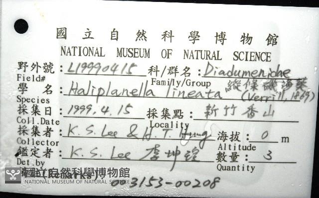 縱條磯海葵藏品圖，第4張