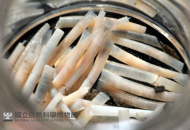 槙山象牙貝藏品圖，第4張