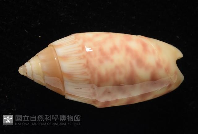巴金森氏榧螺藏品圖，第4張