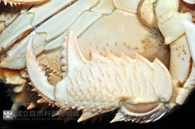 蛙形蟹藏品圖，第4張
