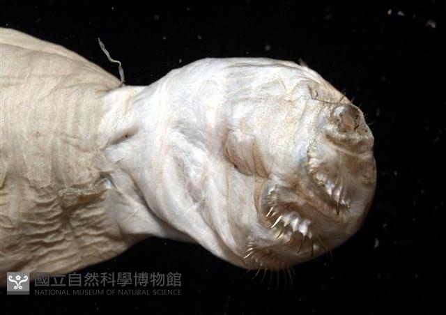 不倒翁蟲藏品圖，第4張