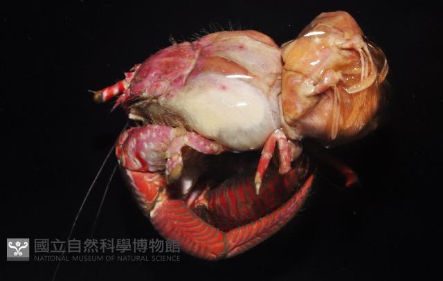 鱗片真寄居蟹藏品圖，第4張