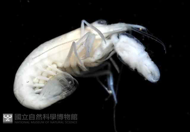 未知種槍蝦藏品圖，第4張