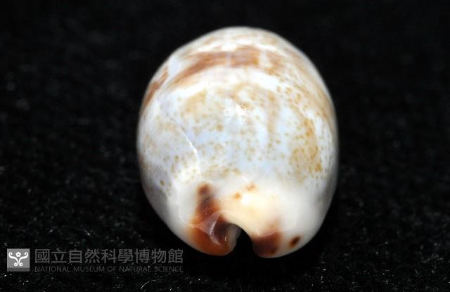 小眼寶螺藏品圖，第4張
