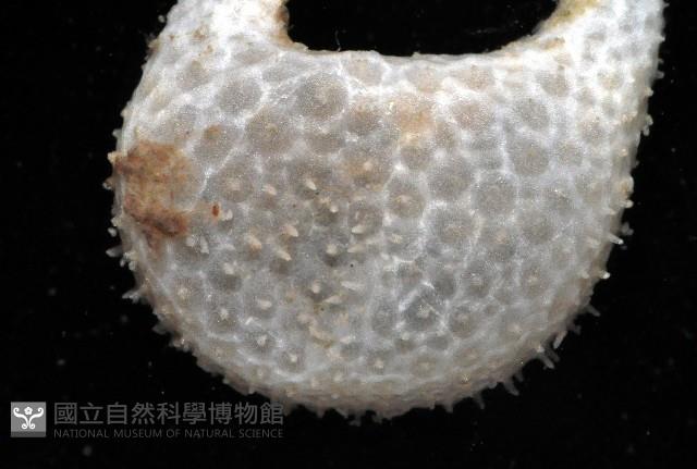 雙手高球參藏品圖，第4張