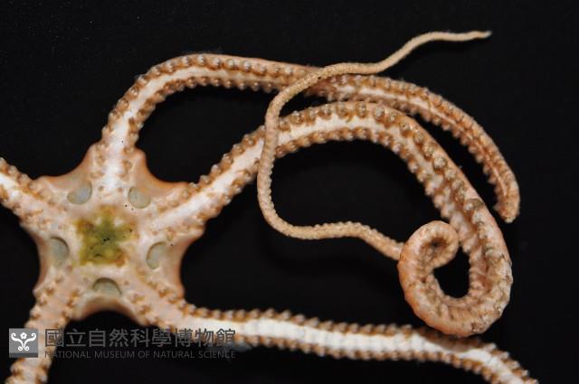 未知種衣笠蔓蛇尾藏品圖，第4張