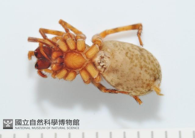 寬股隙蛛藏品圖，第4張
