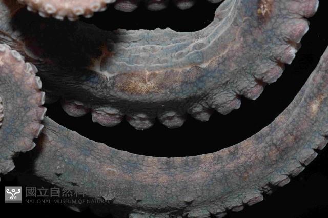 新種章魚TW45藏品圖，第4張