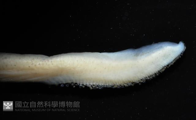 寇氏擬耳烏賊藏品圖，第4張