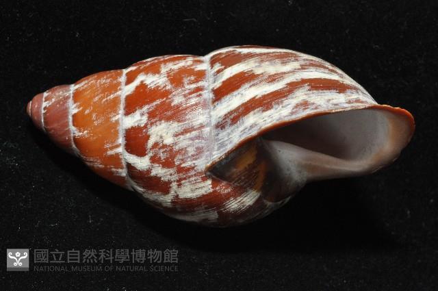 雲嬌蝸牛藏品圖，第4張