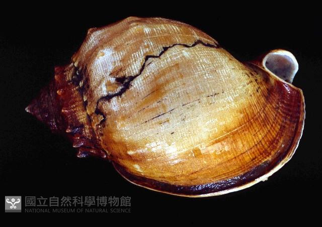 飴色鬘螺藏品圖，第4張